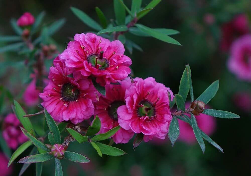Manuka Hydrolat – Wirkweise und Anwendung