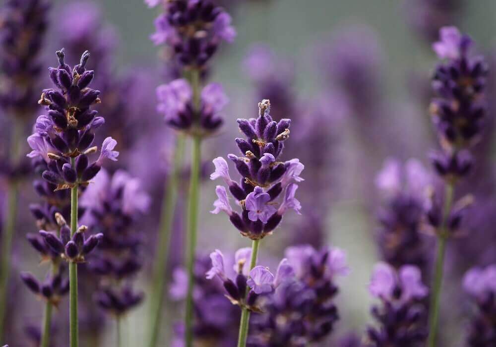 Lavendel Hydrolat – Wirkweise und Anwendung