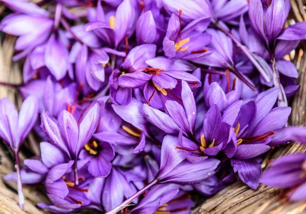 Safran: Natürliches Antidepressivum