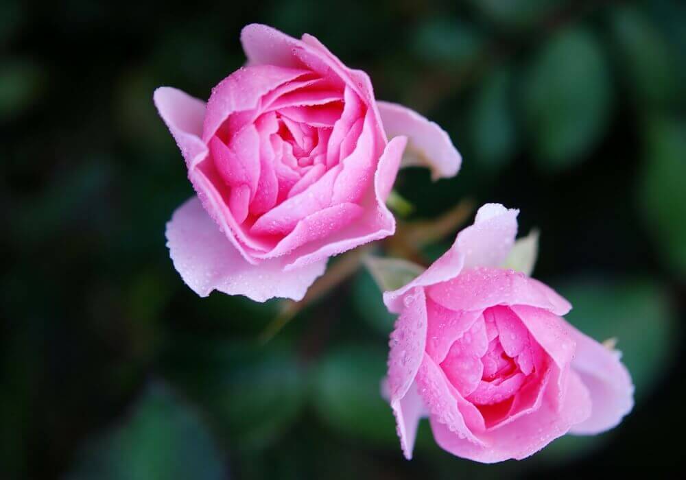 Rosen Hydrolat – Wirkweise und Anwendung